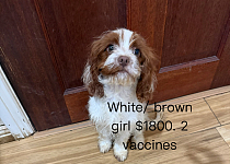 白花色Cavoodle 妹妹