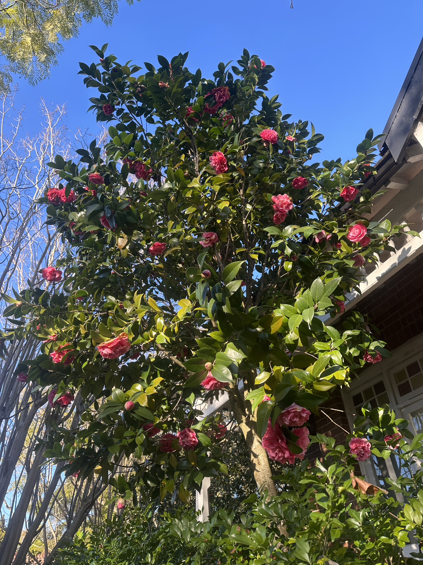 今日悉尼Beecroft 出租房屋 Beecroft 出租房屋