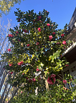 Beecroft 出租房屋
