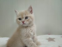 5只奶油色乳色小猫找新家