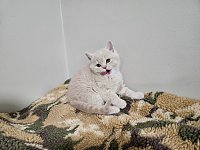 奶油色乳色纯色猫找新家