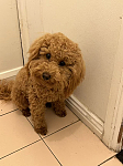 贵宾犬找家了