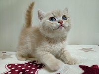 5只奶油色乳色小猫找新家