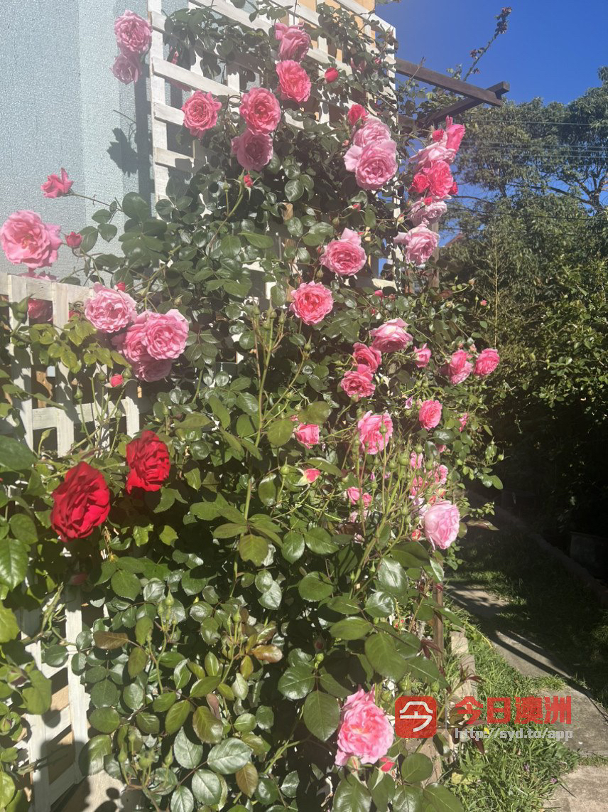 今日珀斯Ashfield 近交通新装修空调大房招租 Ashfield 近交通新装修空调大房招租
