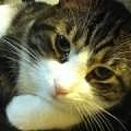 一身猫猫毛