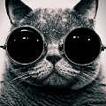 Es_un_gato