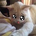 王玥Kathy