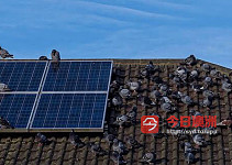  太阳能板防鸟网   Solar Panel Bird Mesh Installation 