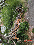  sydney地区专业割草修剪树墙修树砍枝扔垃圾等花园活