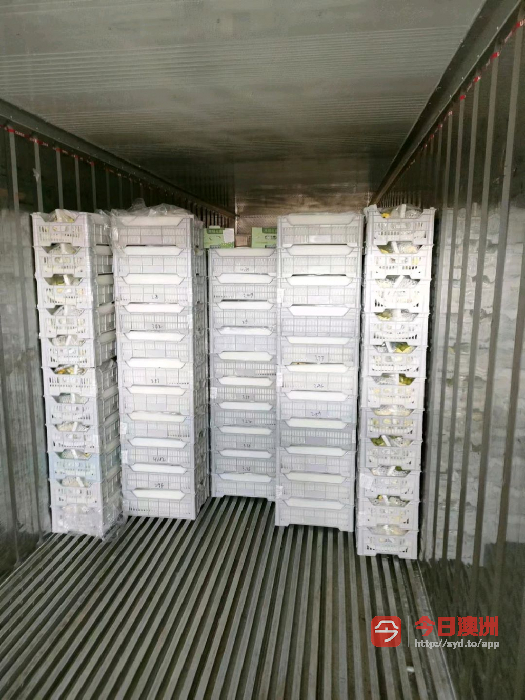  上海到澳大利亚食品冷冻柜  特报包柜买单出口 海运双清到门
