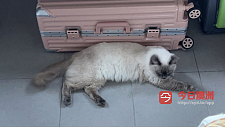  布偶猫出售