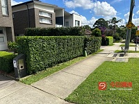  悉尼花园设计打理草坪树墙修剪 