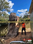  专业砍树粉碎花园园艺设计施工