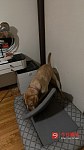  宠物寄养25一天