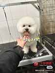  悉尼上门宠物洗澡美容
