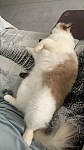  猫狗代喂代遛可寄养