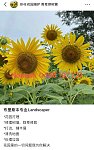  布里斯班花园维护