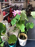  悉尼瓷器店