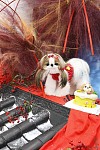  全澳洲宠物写真摄影加修图