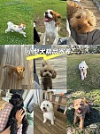  Sydney家庭式小型犬寄养