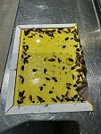  pest possum 专杀蟑螂 小蟑螂 德国小螊 老鼠 上门活捉老鼠 蜘蛛 苍蝇 除虫 杀虫 灭虫 负鼠 袋貂  果子狸 蜜蜂