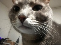  猫咪找领养无偿