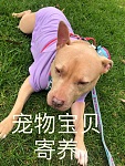  悉尼宠物寄养