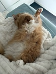  croydon ringwood 附近上门喂猫喂狗遛狗照顾异宠