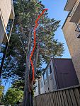 专业砍树和房屋维修