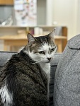  墨尔本猫咪上门喂养