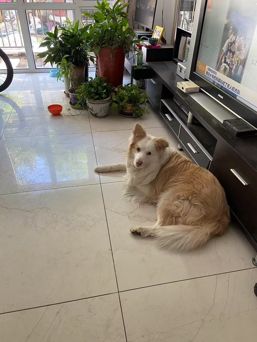 今日悉尼 Castle Hill公寓宠物寄养毛孩子温馨临时小家 Castle Hill公寓宠物寄养毛孩子温馨临时小家