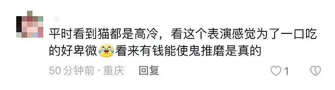 【宠物】流浪猫被收编后在海洋乐园演杂技，这是我见过最“离谱”的表演…（组图） - 9