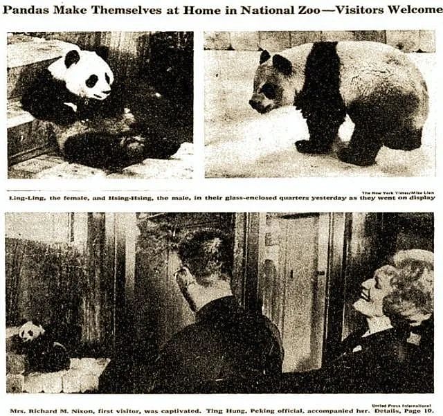 挨饿、扛病、瘦骨嶙峋！熊猫惨死不忍直视，它在国外究竟经历了什么？（组图） - 19