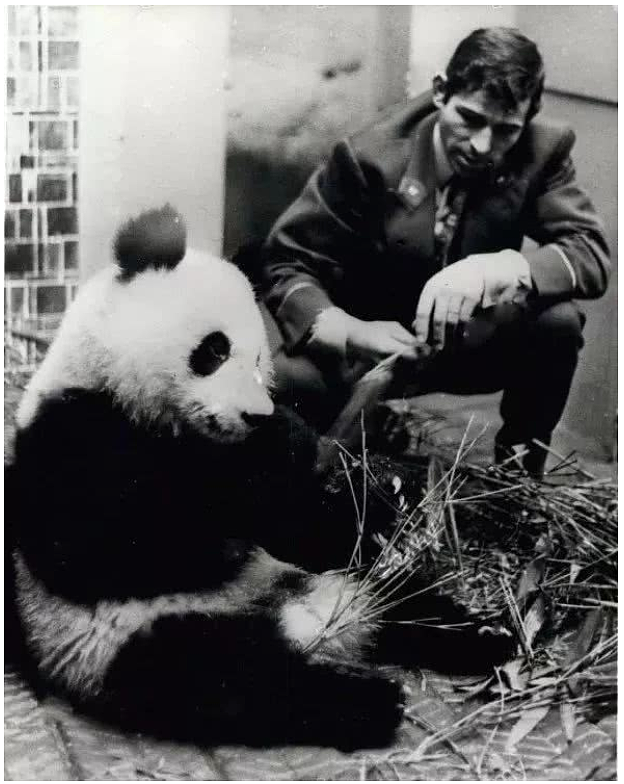 挨饿、扛病、瘦骨嶙峋！熊猫惨死不忍直视，它在国外究竟经历了什么？（组图） - 7