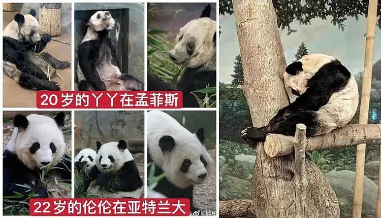 挨饿、扛病、瘦骨嶙峋！熊猫惨死不忍直视，它在国外究竟经历了什么？（组图） - 9