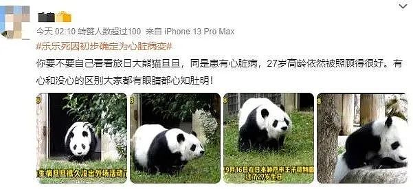 乐乐的死因查明了！在美华人看到丫丫后数度落泪，而孟菲斯动物园竟想再借熊猫（组图） - 6