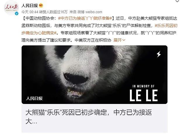 乐乐的死因查明了！在美华人看到丫丫后数度落泪，而孟菲斯动物园竟想再借熊猫（组图） - 3