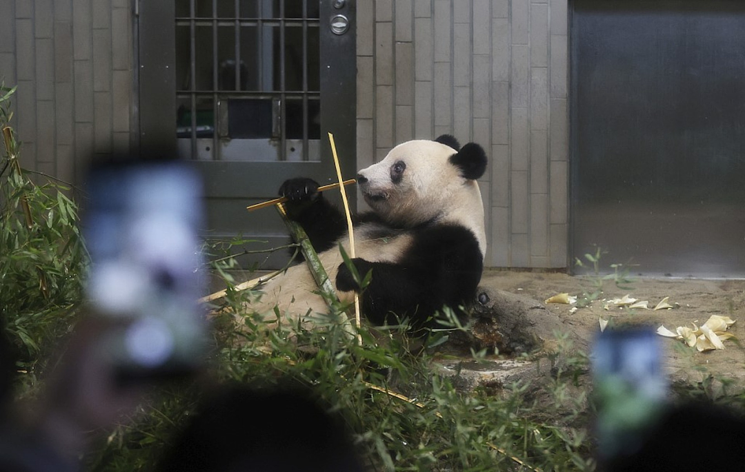 乐乐的死因查明了！在美华人看到丫丫后数度落泪，而孟菲斯动物园竟想再借熊猫（组图） - 12