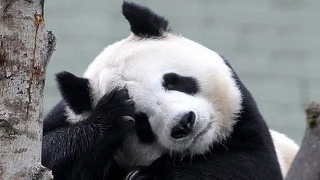 乐乐的死因查明了！在美华人看到丫丫后数度落泪，而孟菲斯动物园竟想再借熊猫（组图） - 15