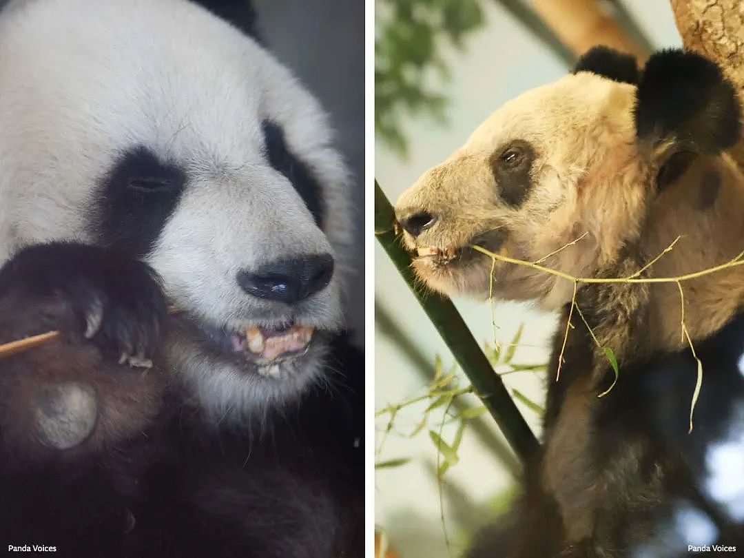 旅居外国熊猫不同待遇惹争议，旅俄熊猫长胖40公斤，旅美熊猫却瘦骨嶙峋，神秘死亡（组图） - 5