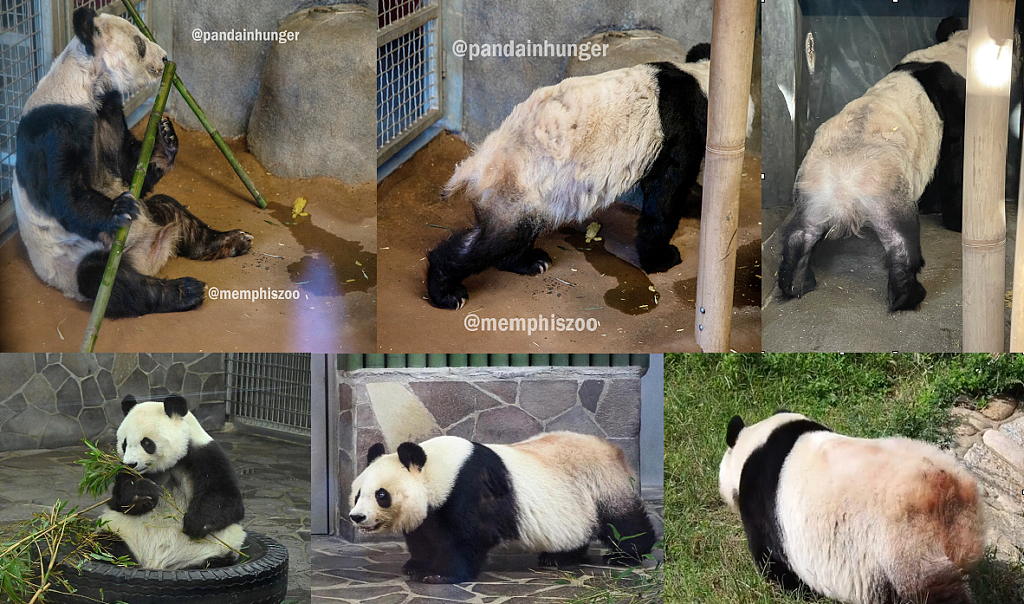 旅居外国熊猫不同待遇惹争议，旅俄熊猫长胖40公斤，旅美熊猫却瘦骨嶙峋，神秘死亡（组图） - 11