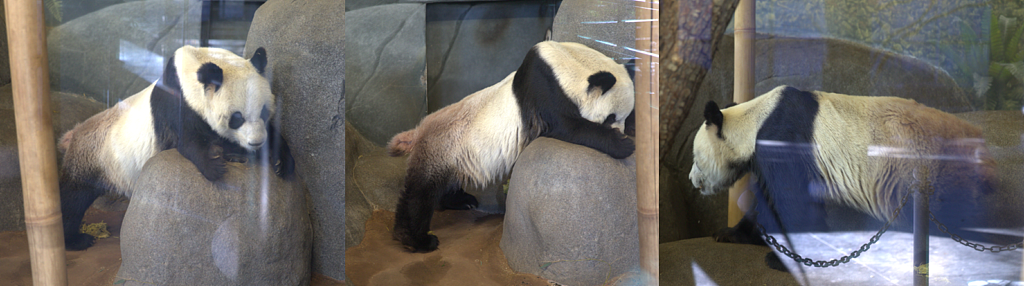 旅居外国熊猫不同待遇惹争议，旅俄熊猫长胖40公斤，旅美熊猫却瘦骨嶙峋，神秘死亡（组图） - 14