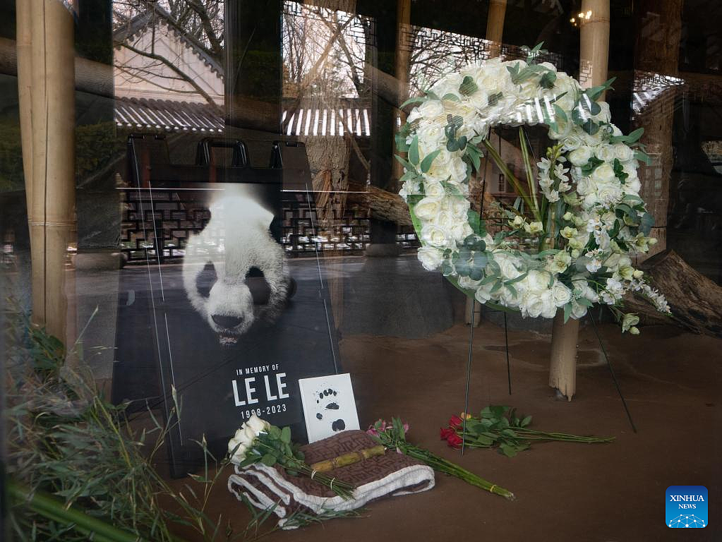 旅居外国熊猫不同待遇惹争议，旅俄熊猫长胖40公斤，旅美熊猫却瘦骨嶙峋，神秘死亡（组图） - 13