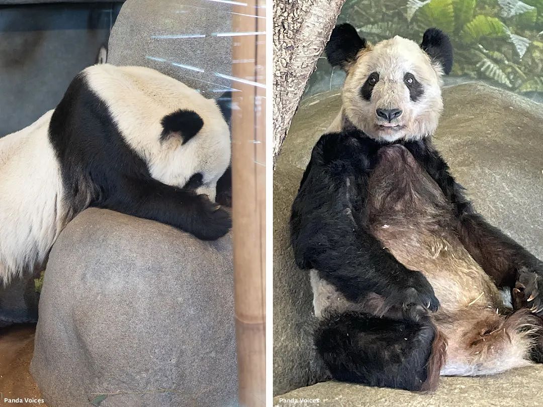 旅居外国熊猫不同待遇惹争议，旅俄熊猫长胖40公斤，旅美熊猫却瘦骨嶙峋，神秘死亡（组图） - 18