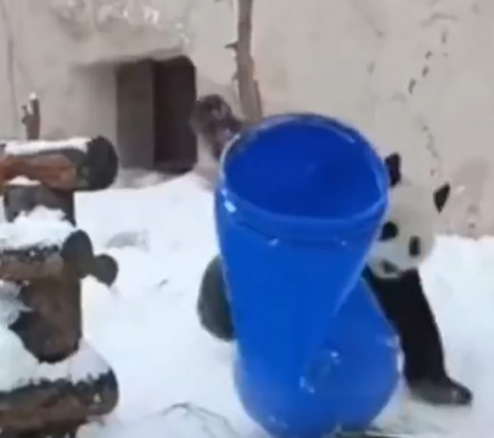 旅居外国熊猫不同待遇惹争议，旅俄熊猫长胖40公斤，旅美熊猫却瘦骨嶙峋，神秘死亡（组图） - 3