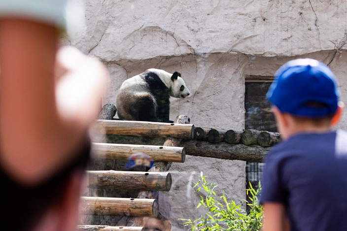 旅居外国熊猫不同待遇惹争议，旅俄熊猫长胖40公斤，旅美熊猫却瘦骨嶙峋，神秘死亡（组图） - 4