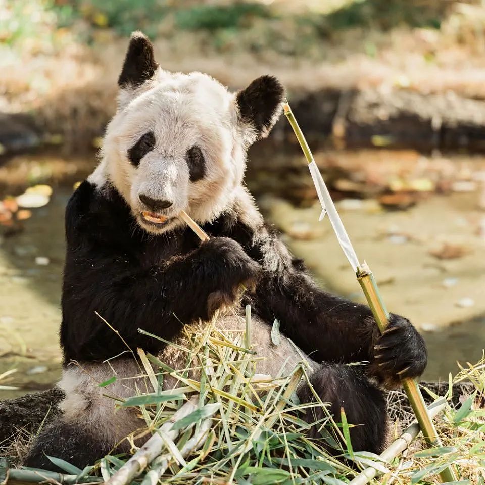 旅居外国熊猫不同待遇惹争议，旅俄熊猫长胖40公斤，旅美熊猫却瘦骨嶙峋，神秘死亡（组图） - 6