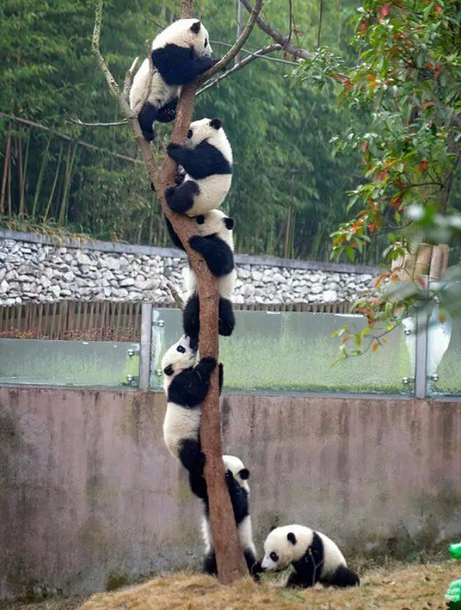 万没想到，连大熊猫都被利用来挑拨中美关系（组图） - 8
