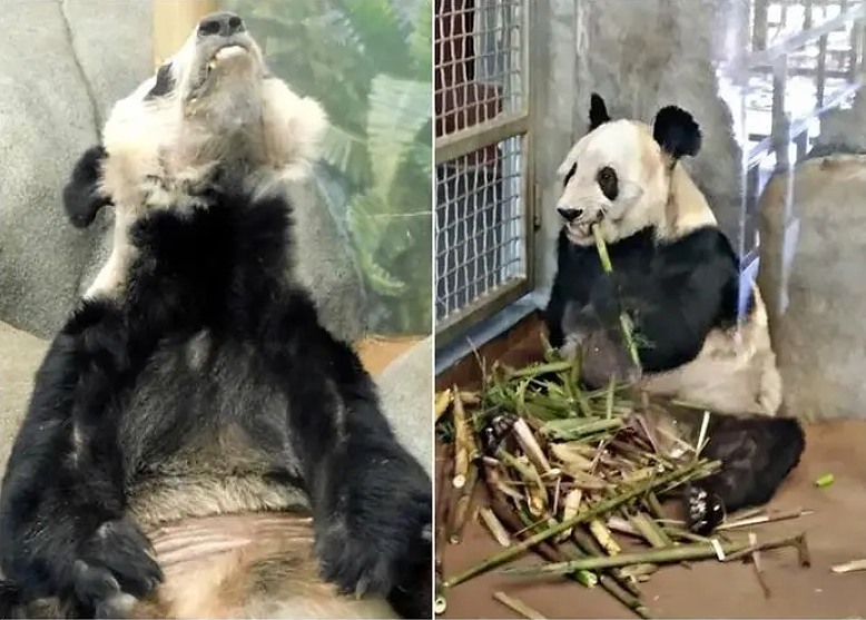 万没想到，连大熊猫都被利用来挑拨中美关系（组图） - 5