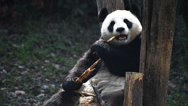 中国网民为什么请愿呼吁旅美大熊猫丫丫回国（组图） - 3